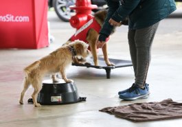 26 de abril de 2022: El senador Jim Brewster organizó una sesión informativa GRATUITA sobre adiestramiento de mascotas en Renziehausen Par, donde los propietarios de perros adquirieron conocimientos sobre adiestramiento de la mano de adiestradores profesionales.